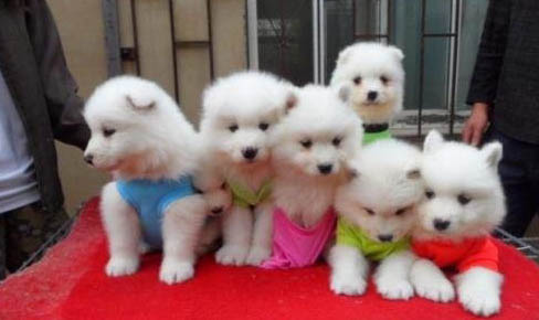 小薩摩耶犬價格