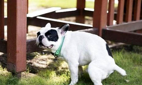 犬瘟細小能活多久