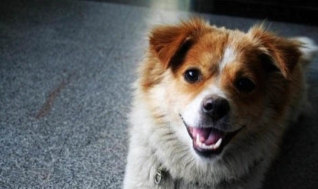 如何訓犬大小便