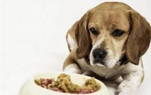 狗來月經了要注意哪些事項