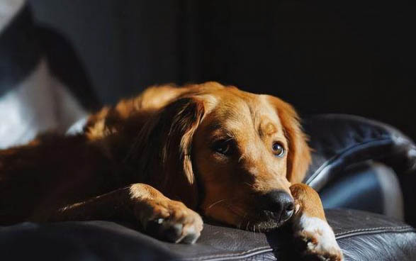 棉花面紗犬哪里有賣