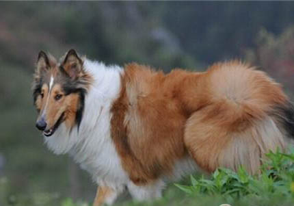 蘇格蘭牧羊犬便秘的原因及處理方法
