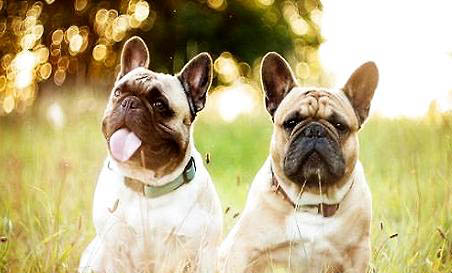 法國斗牛犬多少錢一只