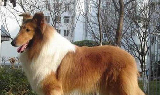 狗狗補鈣過量會怎樣