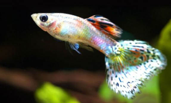 孔雀魚都多久換一次水