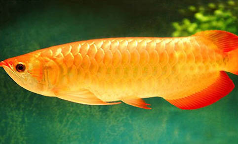 龍魚吃什么飼料最好