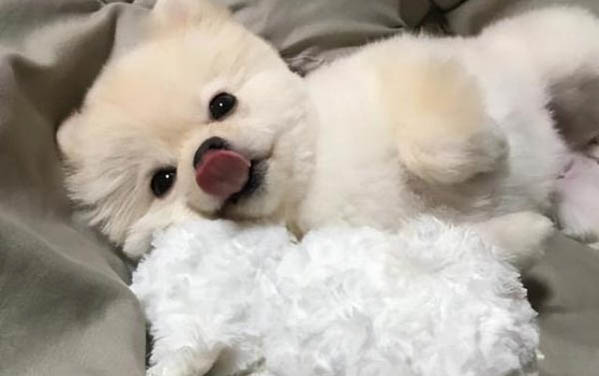 小狗突然全身癱瘓？