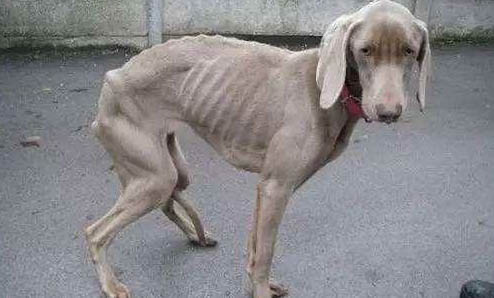 狗狗懷孕要多久才生