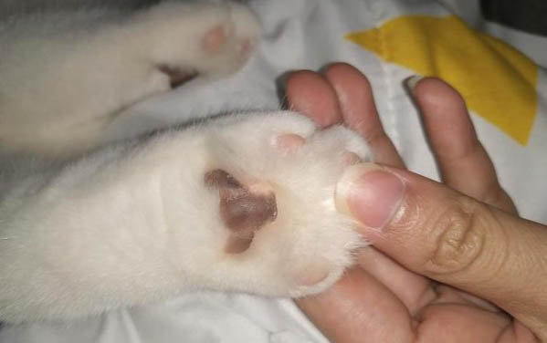 貓咪磨牙用什么東西