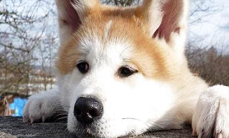 狗狗的感冒癥狀有哪些