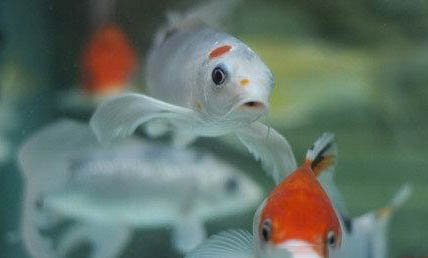 如何正確飼養(yǎng)保持羅漢魚體色