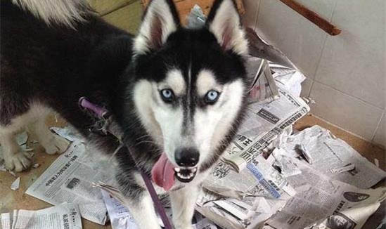 狗狗為什么會喜歡繩子拉屎
