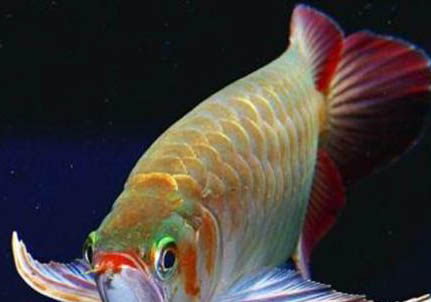 星點龍魚能長多大