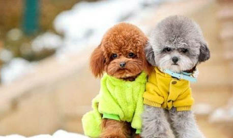 泰迪犬多少錢一只棕色