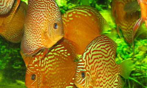 招財(cái)魚撞缸什么原因