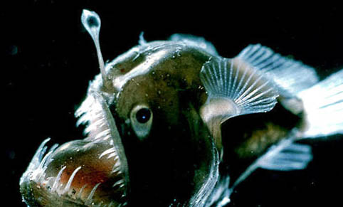鮟鱇類(lèi)海水魚(yú)飼養(yǎng)方法