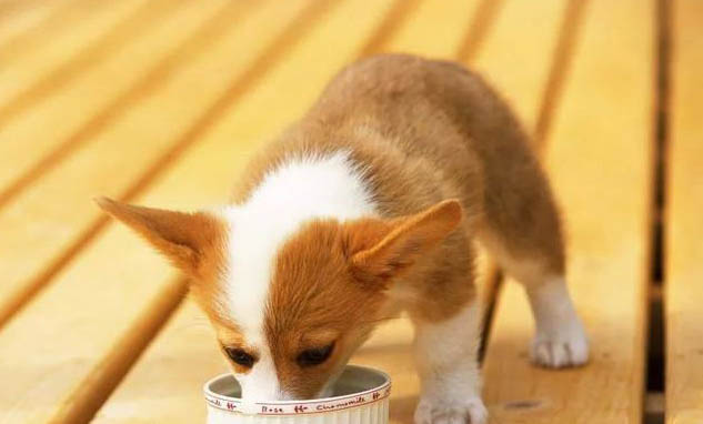 幼犬拉白色細長蟲子吃什么藥
