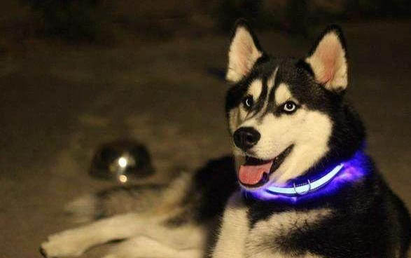 狗狗睡著了為什么會哼哼唧唧