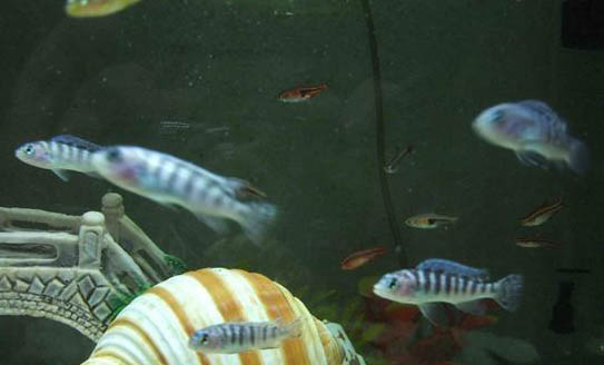 紅色觀賞魚有哪些品種？