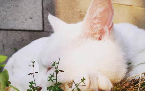 貓咪多大做絕育手術最好?