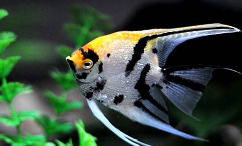 七彩神仙魚水溫多少合適