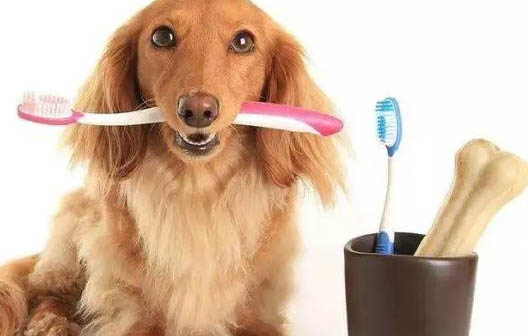 狗狗控制體溫的汗腺在哪