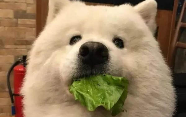薩摩耶犬太瘦了，吃什么增肥
