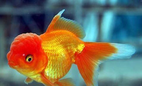 蘭壽金魚的飼養技巧