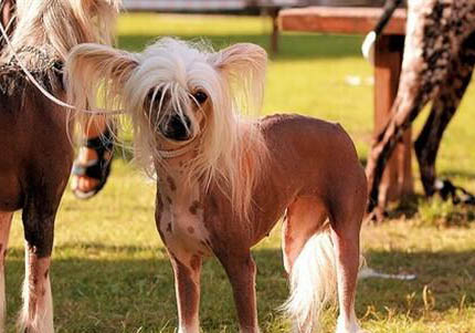 中國冠毛犬身體發(fā)抖的原因及處理方法