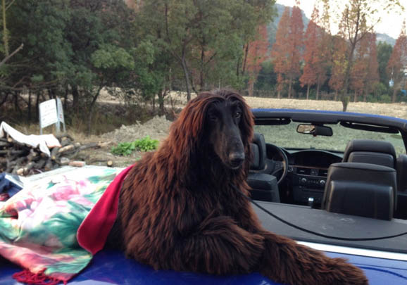 阿富汗獵犬的外貌特征