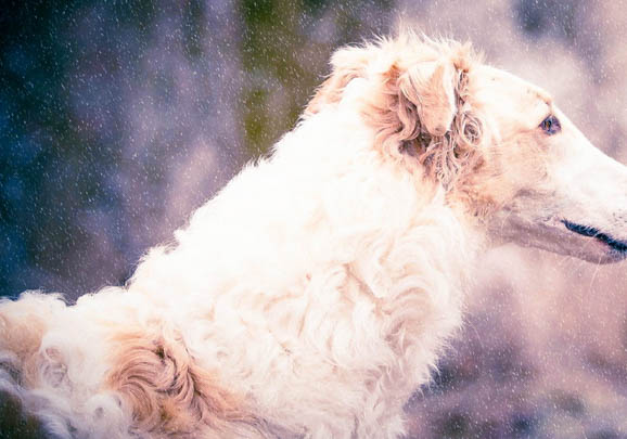 法國狼犬突然不愛吃東西的原因是什么