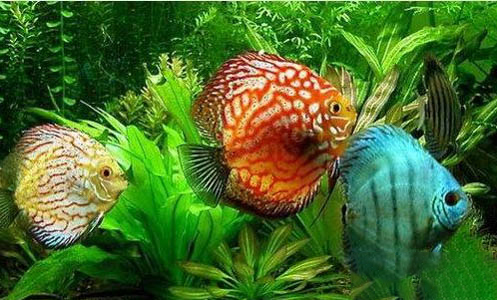 七彩神仙魚多久成魚啊