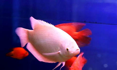 井水養魚怎么處理水
