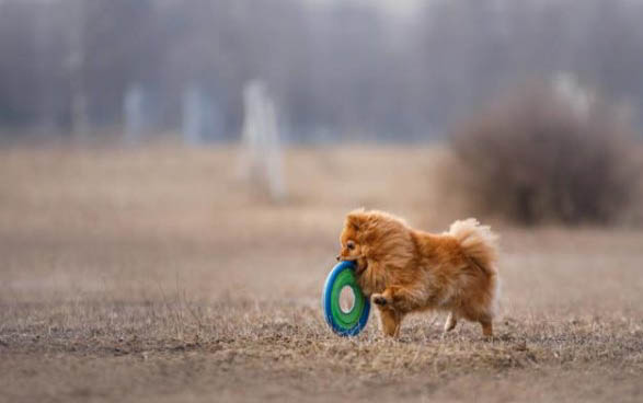 博美犬要多久晚上才不叫