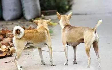 哈利犬和比格犬的區別