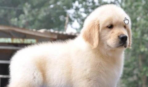 英系金毛犬和美系金毛犬的區別