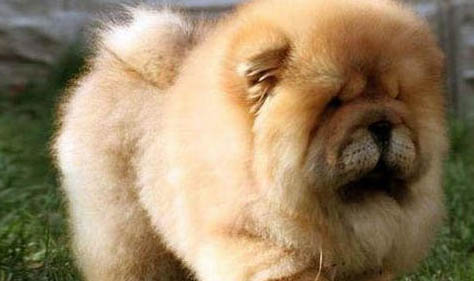 熊獅犬和松獅犬哪個(gè)好