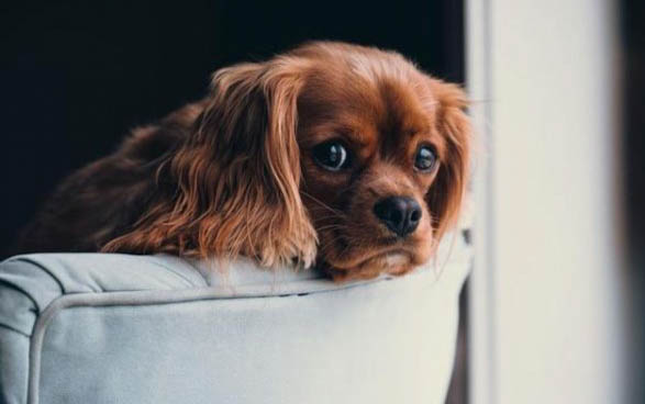 狗狗死前的前兆