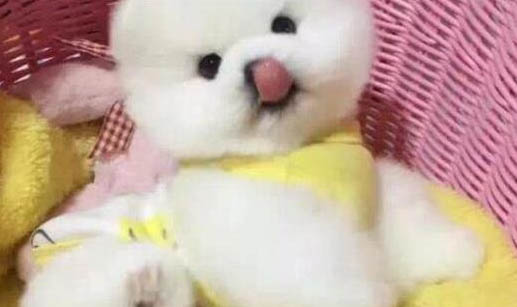 狗發燒后腿抽搐什么原因造成的