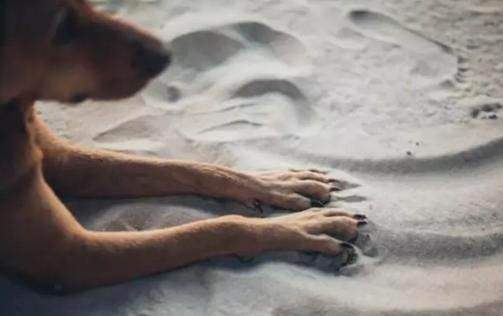 狗狗得了胰腺炎用什么藥最好