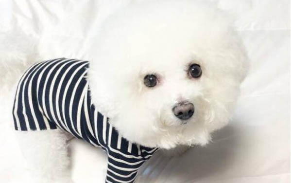 比熊犬和泰迪哪個貴