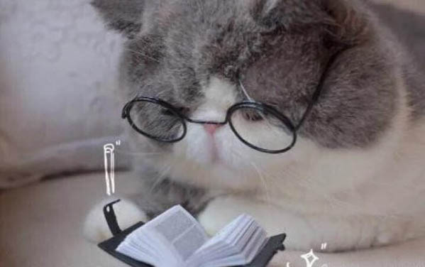 貓咪軟便的原因及處理方式
