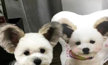 蝴蝶犬太興奮怎么訓(xùn)練