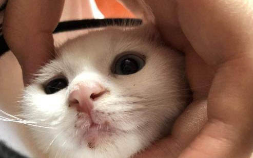 狗狗胃出血有哪些癥狀