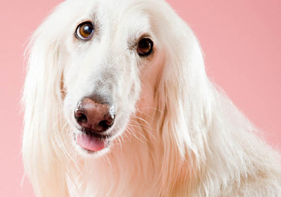 阿富汗獵犬拉稀帶血的原因及處理方法