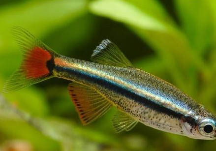 七彩龍魚是什么品種
