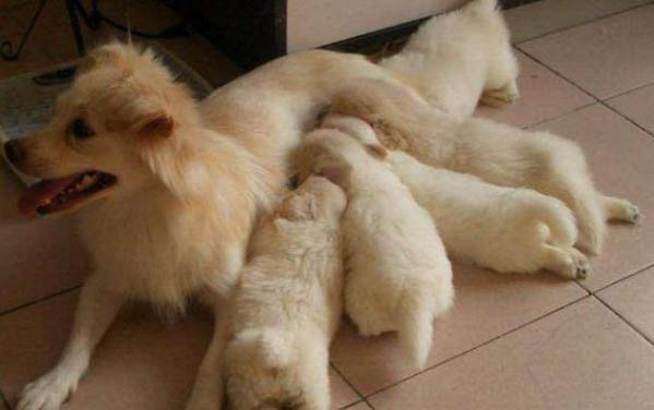 母狗怎么絕育?