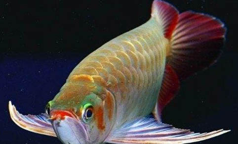 紅龍魚飼養(yǎng)技巧
