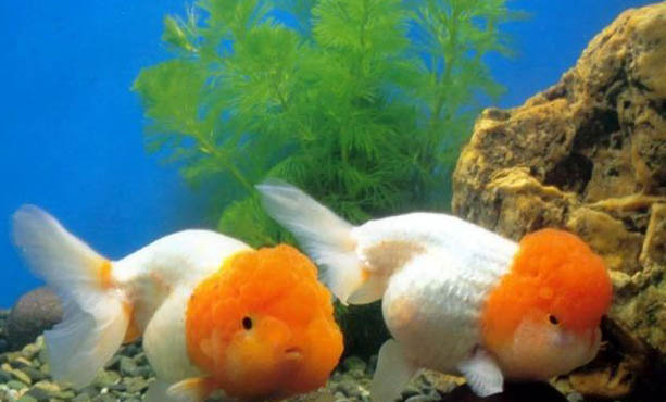 紅虎頭金魚不吃食怎么回事