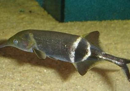 象鼻魚能與什么魚混養